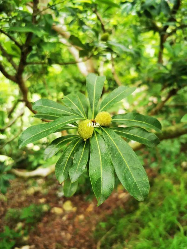 杨梅几月开花几月结果