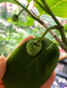 释迦几月开花几月结果 释迦果开花结果时间
释迦果花果成熟时间