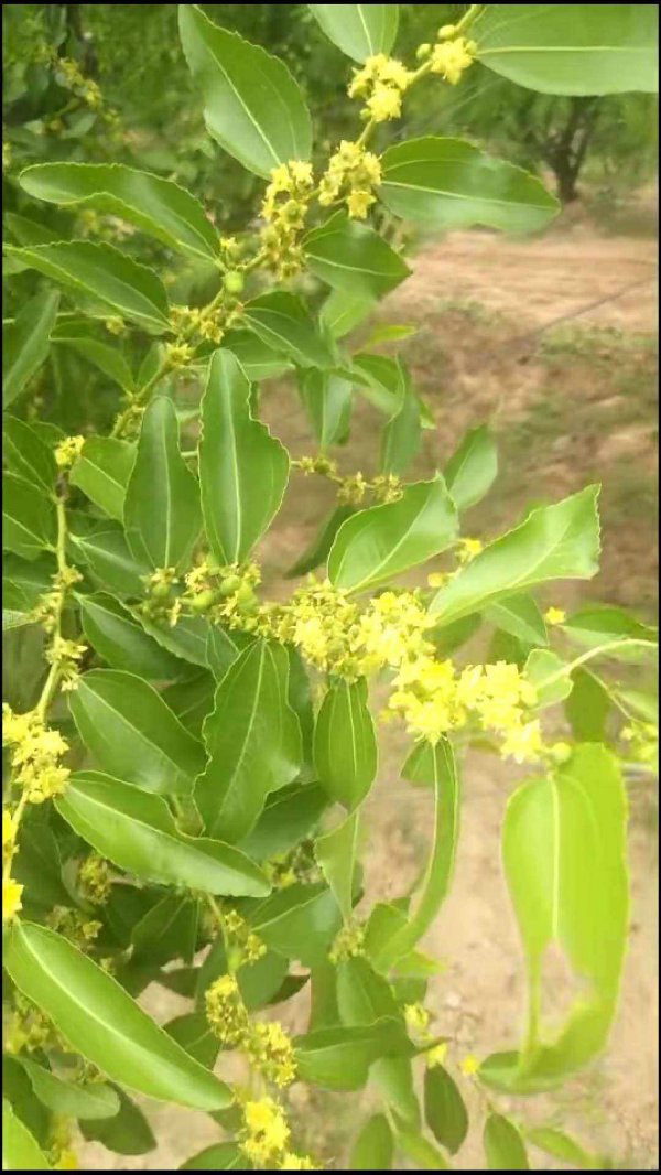 枣树几月开花几月结果