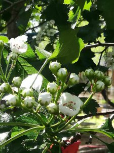 山楂树几月开花几月结果 山楂树何时开花结果？
