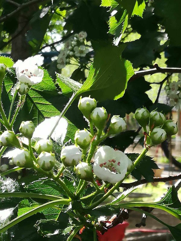 山楂树几月开花几月结果