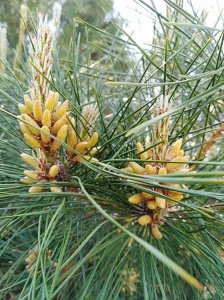 松树几月开花几月结果 松树花果季节
松树开花结果时间