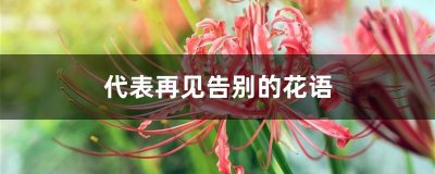 什么花的花语是久别重逢 花语重逢的花