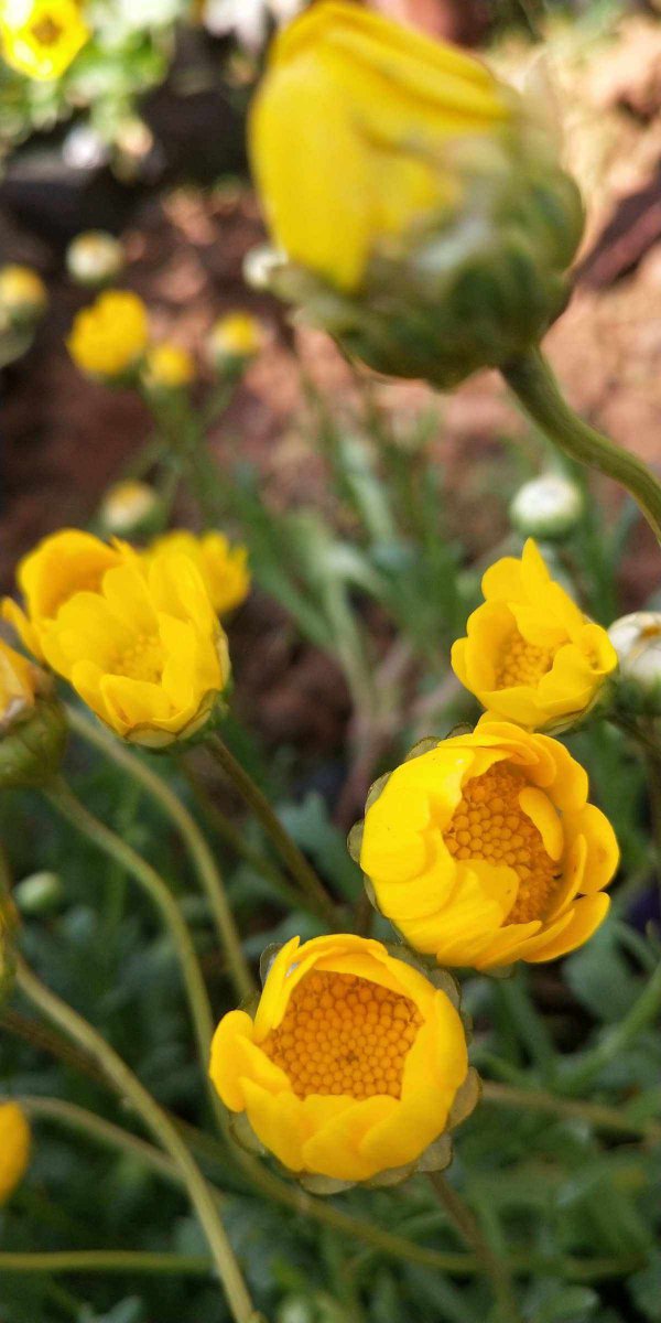 什么花的花语是等你回来