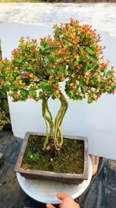 雀梅几月开花几月结果 雀梅花开花时间和结果时间是什么？