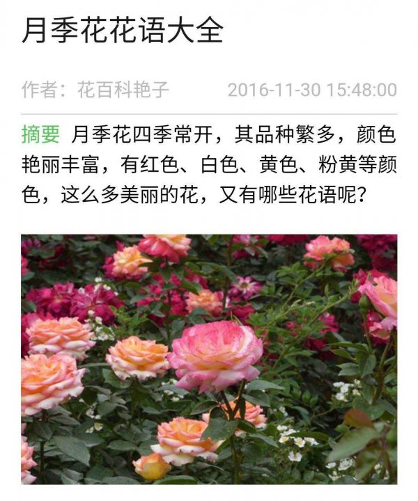 什么花的花语是永恒的友谊