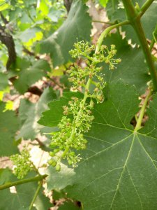 葡萄几月开花几月结果 葡萄花果期
葡萄花果时间