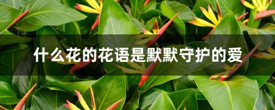 什么花的花语是永恒的守护 永恒之花的花语