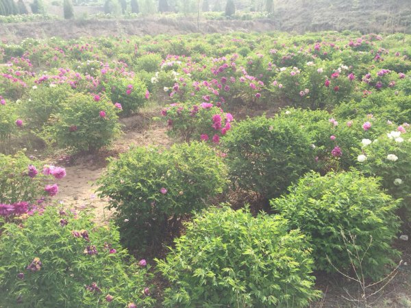 牡丹花产地在什么地方