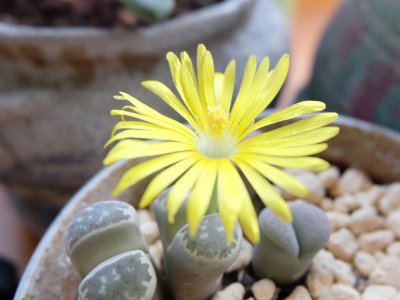 生石花开花有什么寓意 生石花开花象征着什么