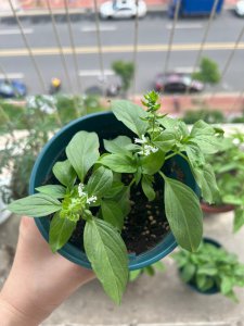 薄荷吗开花有什么寓意 薄荷开花的象征意义是什么？