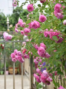 粉团蔷薇一年开几次花 粉团蔷薇每年开几次花？