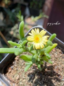 枝干番杏一年开几次花 杏树的枝条每年开花几次？