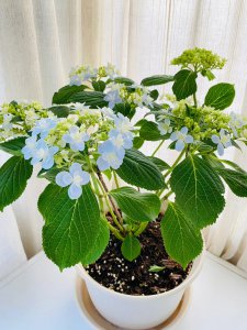 绣球花佳澄一年开几次花 绣球花佳澄每年开几次花？