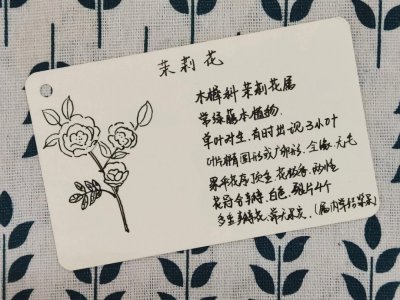 笔尖茉莉一年开几次花 笔尖茉莉每年开花几次？