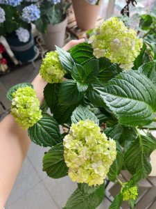 花手鞠绣球一年开几次花 绣球花一年开几次花？