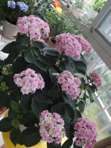 夏洛特绣球一年开几次花 夏洛特绣球开花频率是多少？