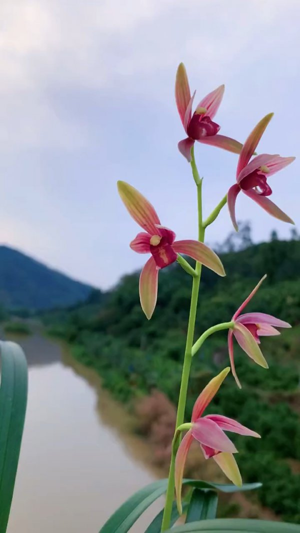 仙山红兰花一年开几次花
