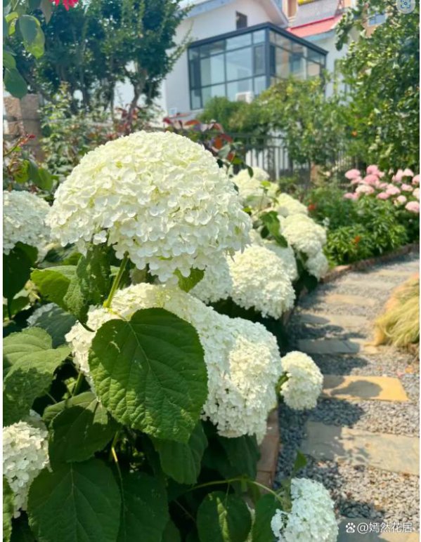 无敌贝拉安娜绣球一年开几次花