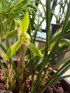 香妃兰花一年开几次花 香妃兰花一年开花频率是多少次？