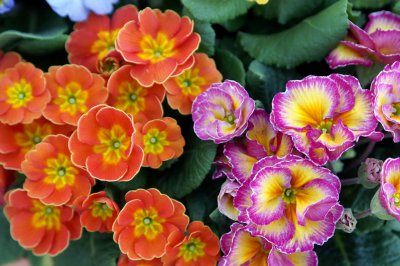 报春花一年开几次花 报春花一年开花几次？