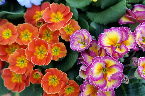 报春花一年开几次花