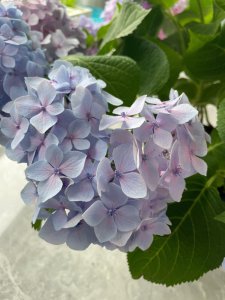 绣球无尽夏一年开几次花 绣球花不间断开放的夏季
