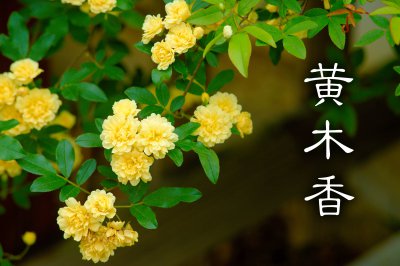 黄木香花一年开几次花 黄木香花开几次？