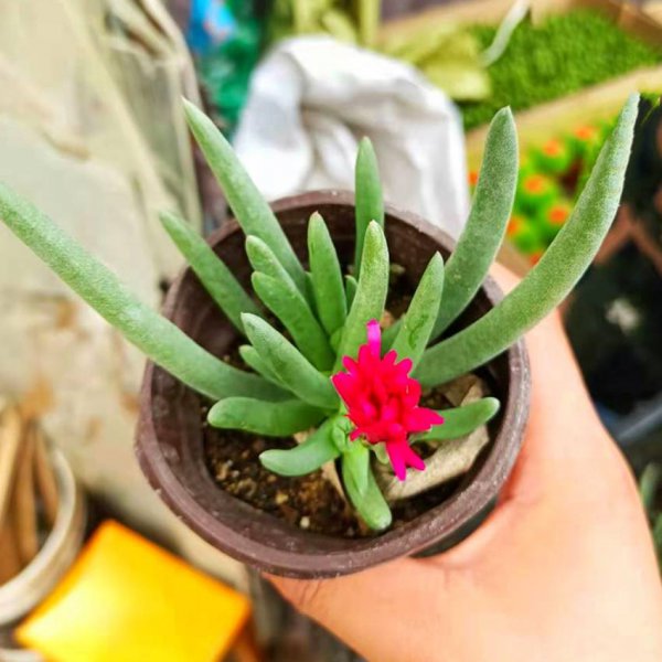 奔龙多肉植物一年开几次花