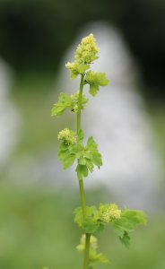 毛茛科代表植物 毛茛科植物特征