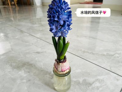 风信子花期几天 风信子花开多久？