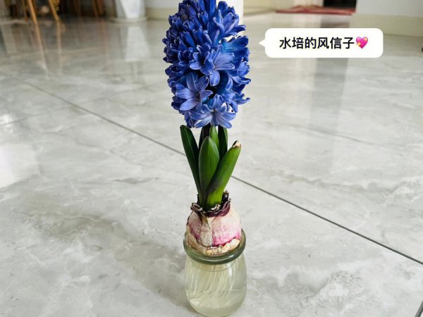 风信子花期几天