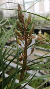 蕙兰花期几天 蕙兰花开多久？
