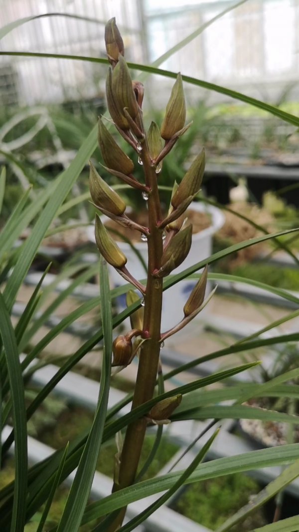 蕙兰花期几天
