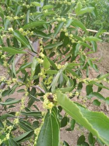 冬枣什么时候开花 冬枣何时会开花？