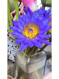 蓝莲花什么时候开花 蓝莲花何时会绽放？