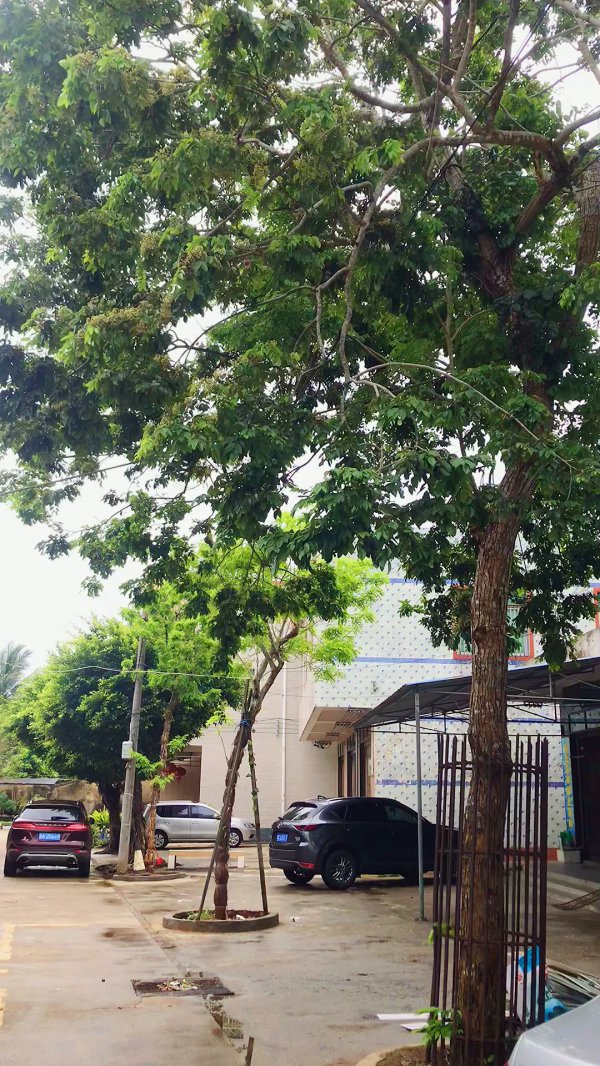 黄花梨什么时候开花
