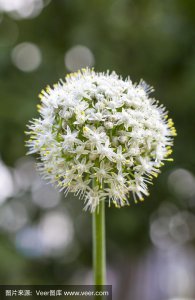 洋葱能开花吗 洋葱是否可以开花？