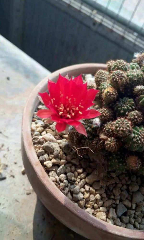 子孙球开花吗