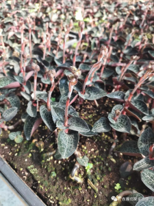 金线莲开花吗 金线莲能开花吗？
金线莲是否会开花？
