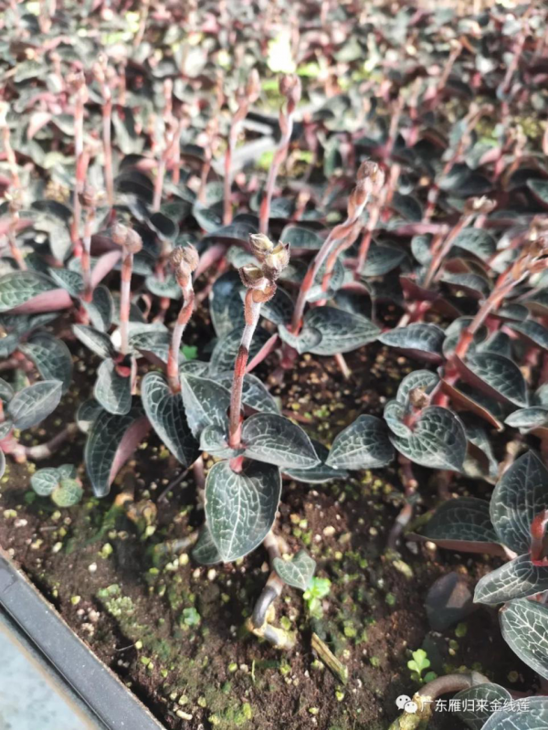 金线莲开花吗