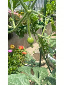 西瓜苗多久开花结果 西瓜苗几个月能开花结果？