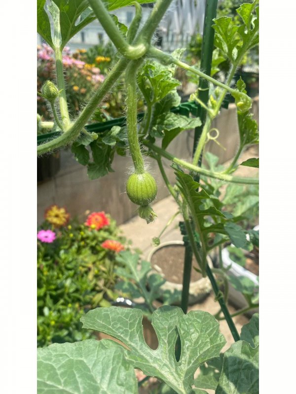 西瓜苗多久开花结果