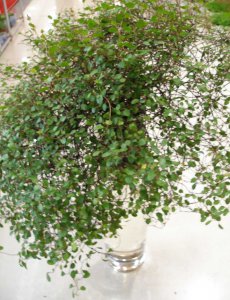 千叶吊兰开花吗 千叶吊兰是否会开花？