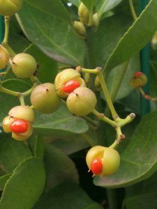 黄杨树开花吗 黄杨树是否开花？ 

黄杨树开花吗？