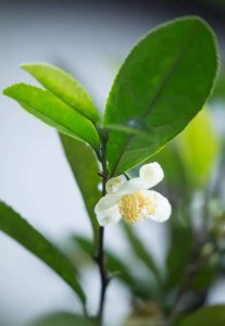 茶叶树开花吗 茶树会开花吗？