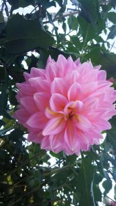 白薯开花吗 白薯能开花吗？

白薯是否可以开花？