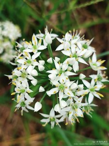 韭菜开花吗 韭菜是否能开花？
韭菜能否开花？