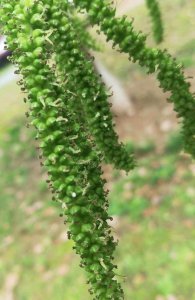 桑葚开花吗 桑葚可以开花吗？
桑葚是否能开花？