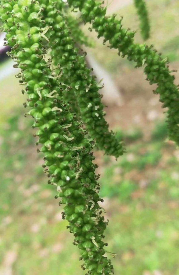 桑葚开花吗